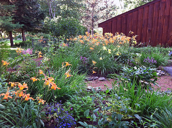 So many day lilies