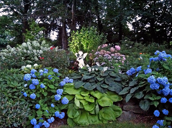 Hydrangea