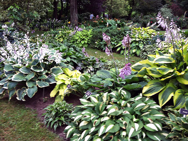 Beautiful hosta