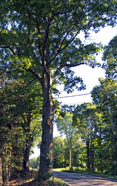 Grand Junction tree