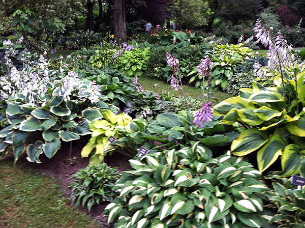 more hosta