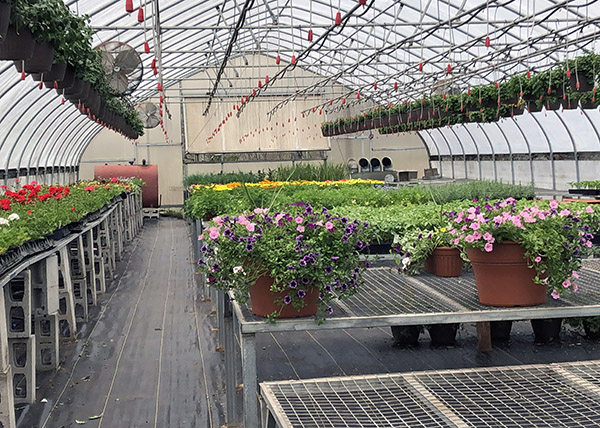 greenhouse at Echo Farm