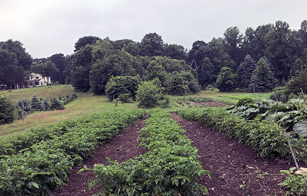 potato field