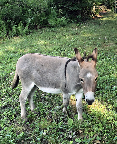 Jack the Sardinian donkey