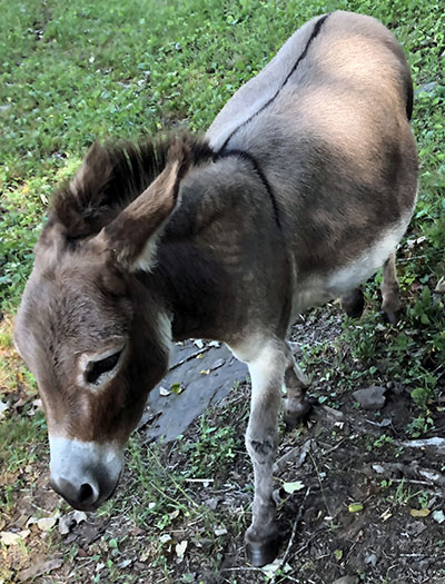 Donkey the Sardinian donkey