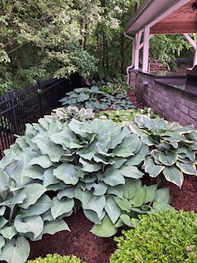 Jill & Bill hosta