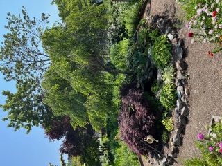 Judy Giannetto's garden