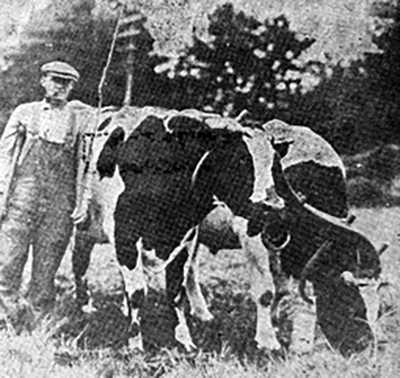 Fair draught oxen