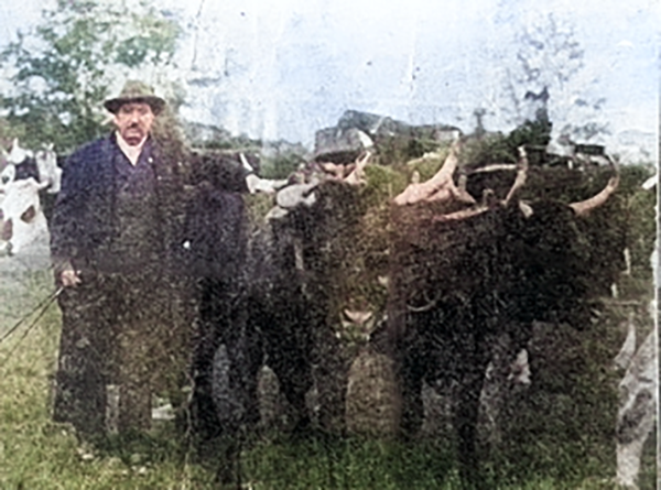 Mr. Mahaney and his cattle