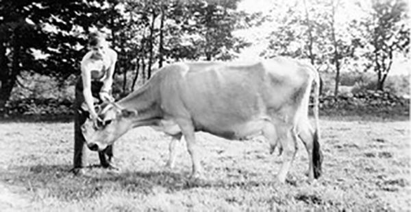 Woman with a cow