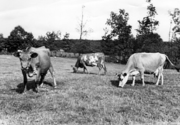 Milking cows