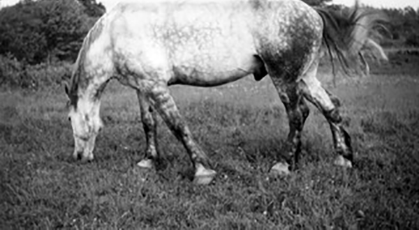 Horse grazing