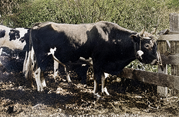 Prize bull