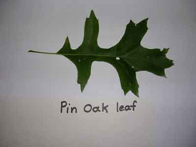 Pin Oak Leaf