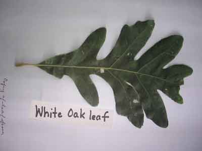 White Oak Leaf